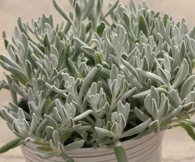 Didelta Silver Strand ( live Starter Plant) Perennial succulent - Caribbean garden seed