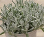 Didelta Silver Strand ( live Starter Plant) Perennial succulent - Caribbean garden seed