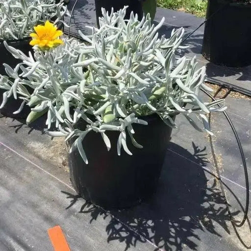 Didelta Silver Strand ( live Starter Plant) Perennial succulent - Caribbean garden seed