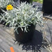 Didelta Silver Strand ( live Starter Plant) Perennial succulent - Caribbean garden seed
