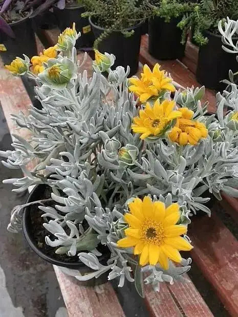 Didelta Silver Strand ( live Starter Plant) Perennial succulent - Caribbean garden seed