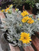 Didelta Silver Strand ( live Starter Plant) Perennial succulent - Caribbean garden seed