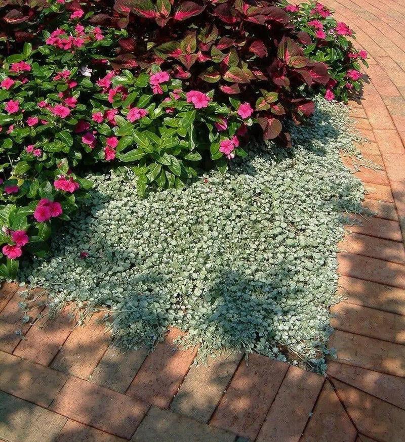 Dichondra Repens Seeds, ( Silver Falls)  Perennial FLOWERS! VINE - Caribbean garden seed