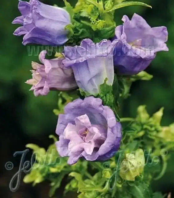 Double Canterbury Bells Seeds,'Pink double' CAMPANULA medium flore plena, Perennial - Caribbean garden seed
