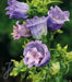 Double Canterbury Bells Seeds,'Pink double' CAMPANULA medium flore plena, Perennial - Caribbean garden seed