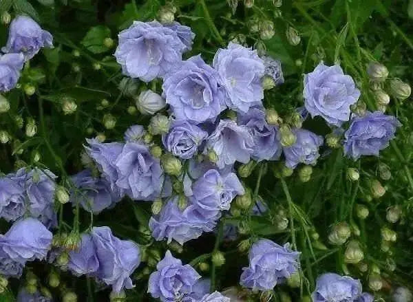 Double Canterbury Bells Seeds,'Pink double' CAMPANULA medium flore plena, Perennial - Caribbean garden seed