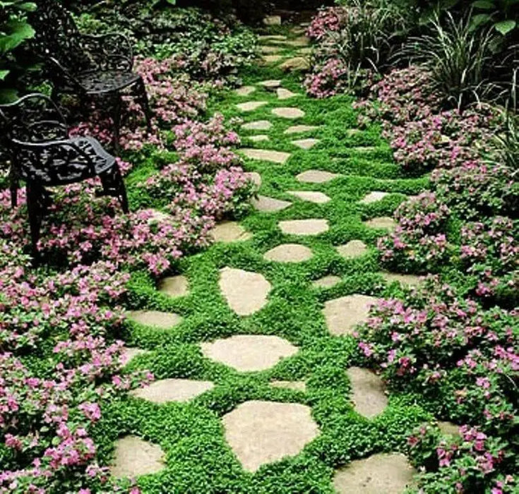 Dichondra Repens Seeds, Perennial GROUND COVER, vine ! - Caribbean garden seed