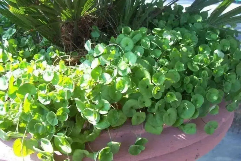 Dichondra Repens Seeds, Perennial GROUND COVER, vine ! - Caribbean garden seed