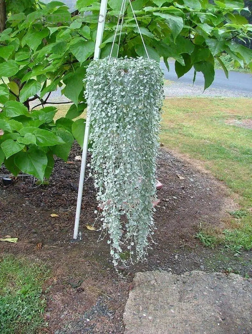 Dichondra Silver Falls ( LIVE STARTER PLANT)  Perennial FLOWERS! VINE - Caribbean garden seed