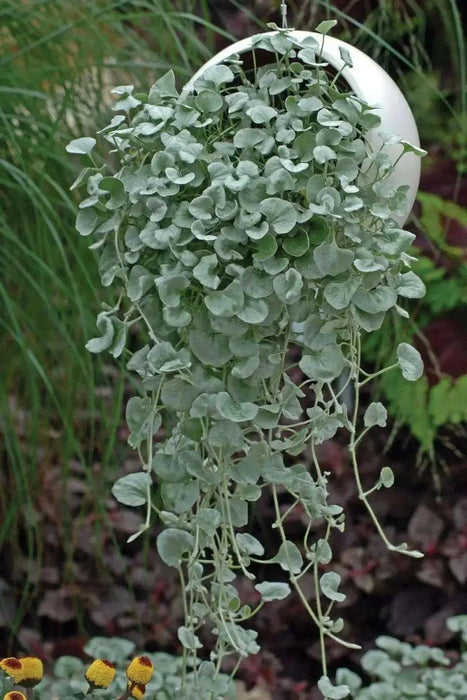Dichondra Silver Falls ( LIVE STARTER PLANT)  Perennial FLOWERS! VINE - Caribbean garden seed