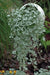 Dichondra Silver Falls ( LIVE STARTER PLANT)  Perennial FLOWERS! VINE - Caribbean garden seed