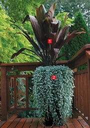 Dichondra Silver Falls ( LIVE STARTER PLANT)  Perennial FLOWERS! VINE - Caribbean garden seed