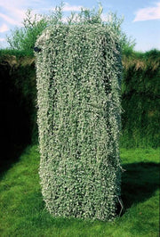 Dichondra Silver Falls ( LIVE STARTER PLANT)  Perennial FLOWERS! VINE - Caribbean garden seed