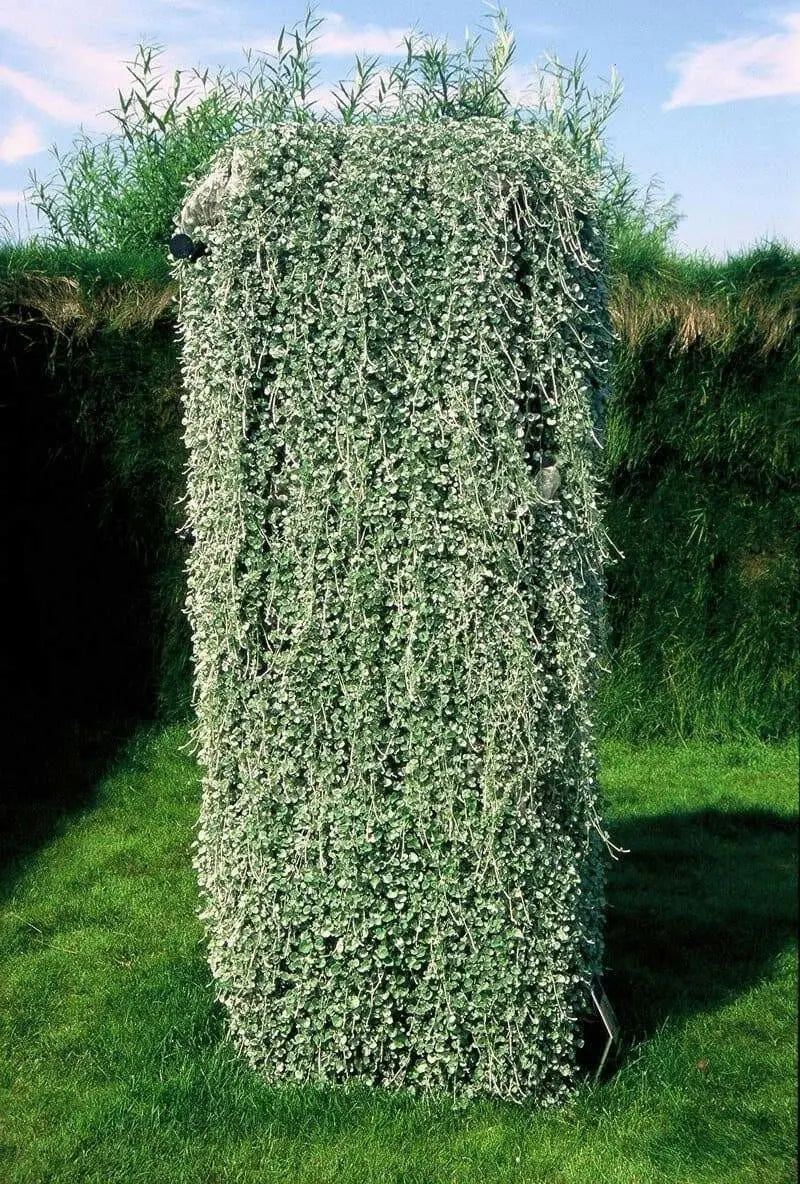 Dichondra Silver Falls ( LIVE STARTER PLANT)  Perennial FLOWERS! VINE - Caribbean garden seed