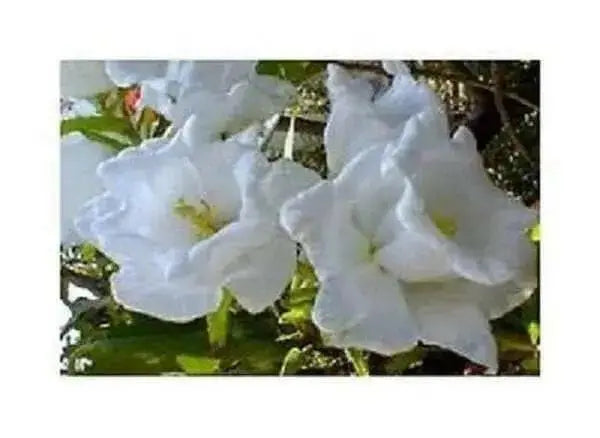 Double Canterbury Bells Seed, DOUBLE WHITE (CAMPANULA Medium flore plena) Perennial - Caribbean garden seed