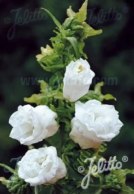 Double Canterbury Bells Seed, DOUBLE WHITE (CAMPANULA Medium flore plena) Perennial - Caribbean garden seed