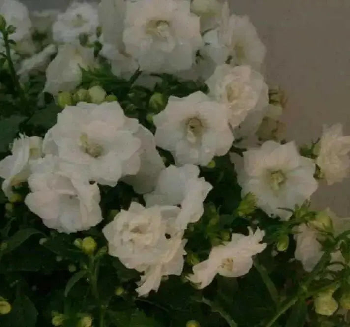 Double Canterbury Bells Seed, DOUBLE WHITE (CAMPANULA Medium flore plena) Perennial - Caribbean garden seed