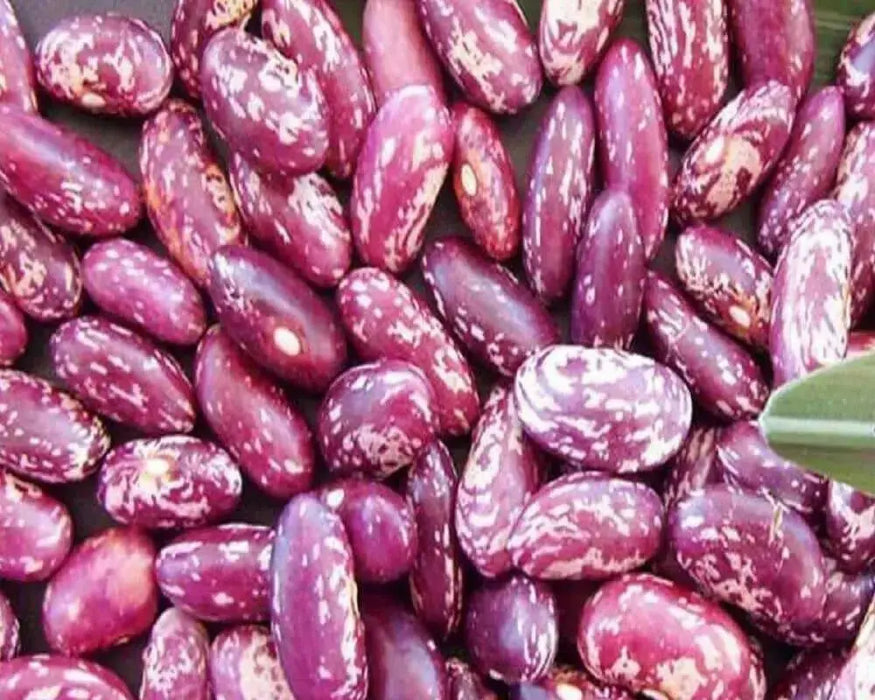 Dominican sparkle red beans Seeds ,(BUSH) - Caribbean garden seed