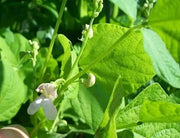 Dominican sparkle red beans Seeds ,(BUSH) - Caribbean garden seed
