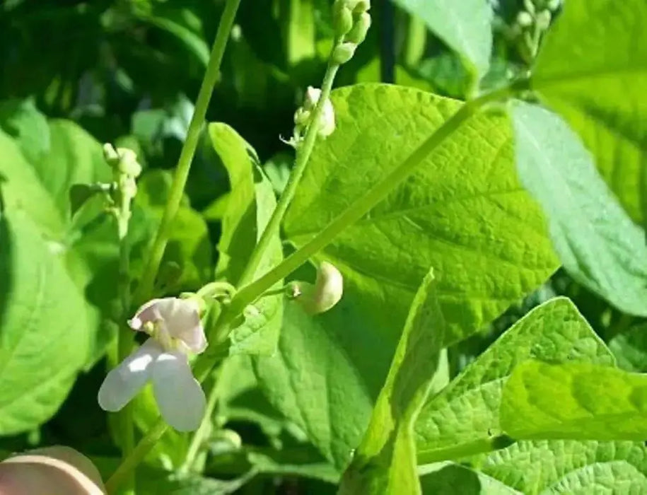 Dominican sparkle red beans Seeds ,(BUSH) - Caribbean garden seed