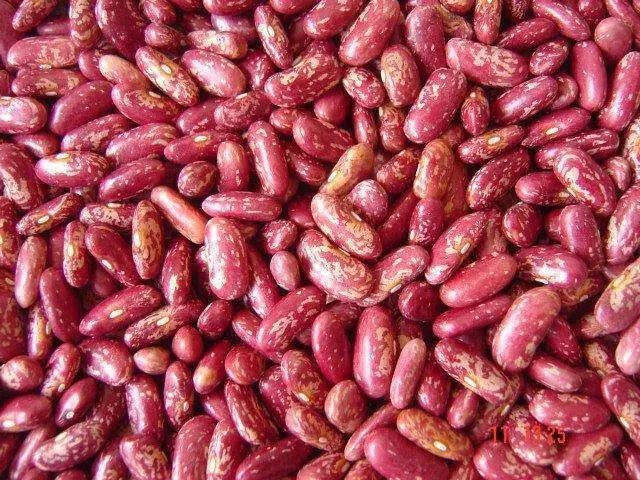 Dominican sparkle red beans Seeds ,(BUSH) - Caribbean garden seed