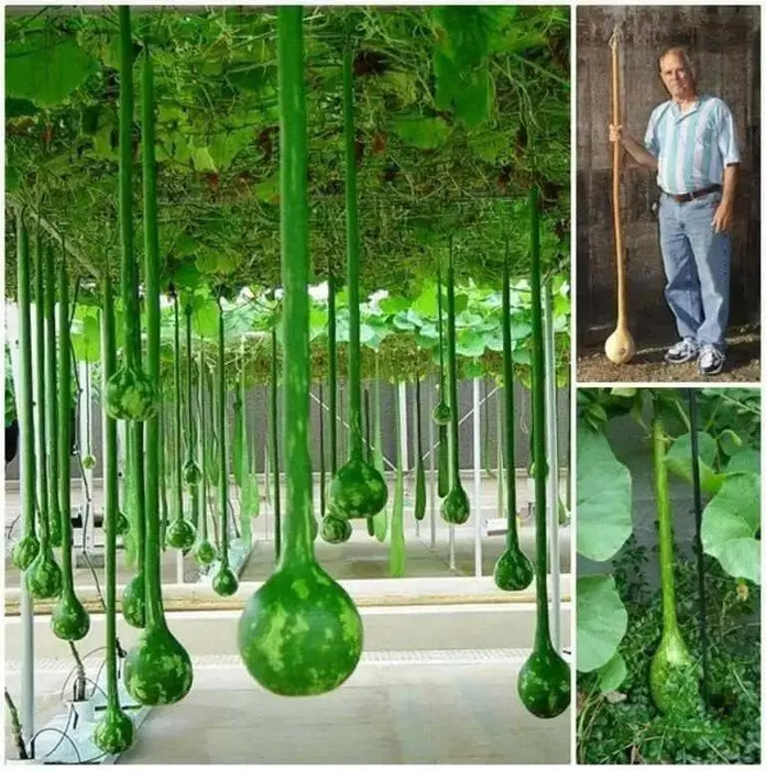 Dipper Gourd Seeds,12" long necks, Asian Vegetable - Caribbean garden seed