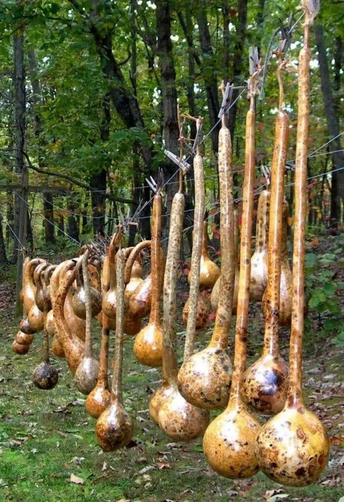 Dipper Gourd Seeds,12" long necks, Asian Vegetable - Caribbean garden seed