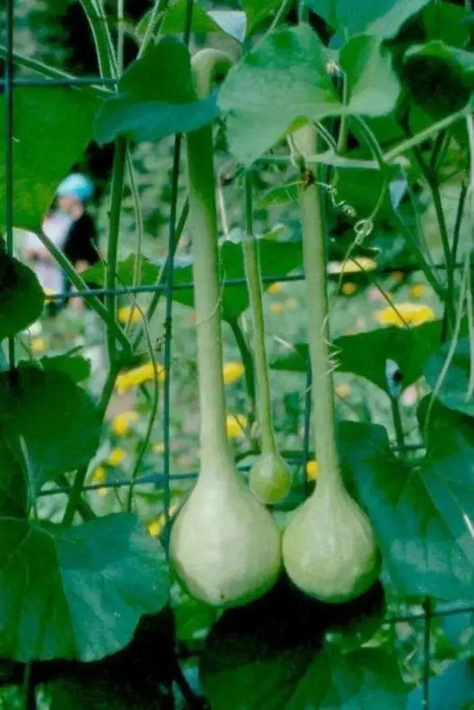 Dipper Gourd Seeds,12" long necks, Asian Vegetable - Caribbean garden seed