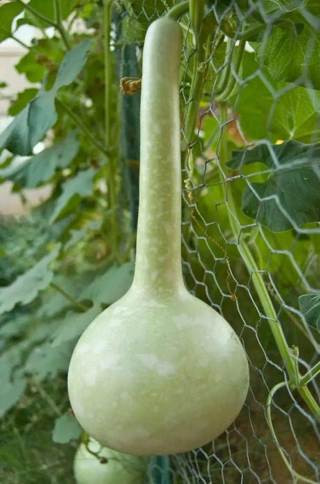 Dipper Gourd Seeds,12" long necks, Asian Vegetable - Caribbean garden seed