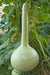 Dipper Gourd Seeds,12" long necks, Asian Vegetable - Caribbean garden seed
