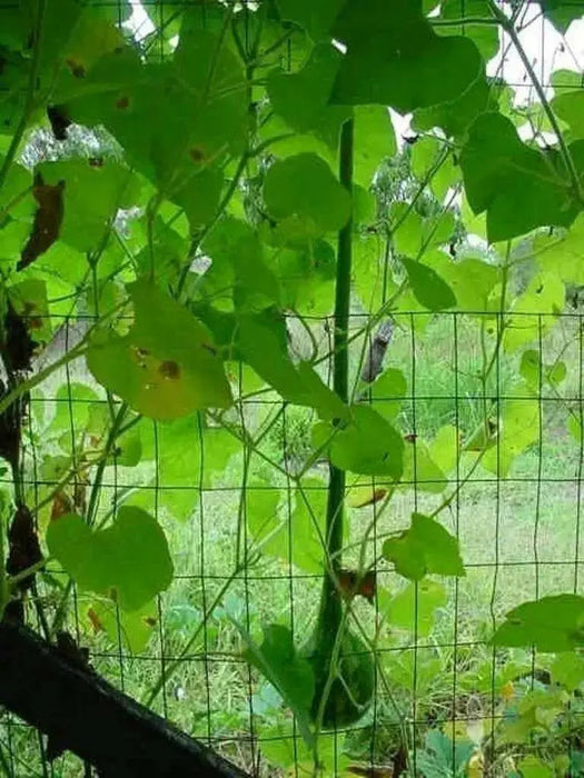 Dipper Gourd Seeds,12" long necks, Asian Vegetable - Caribbean garden seed