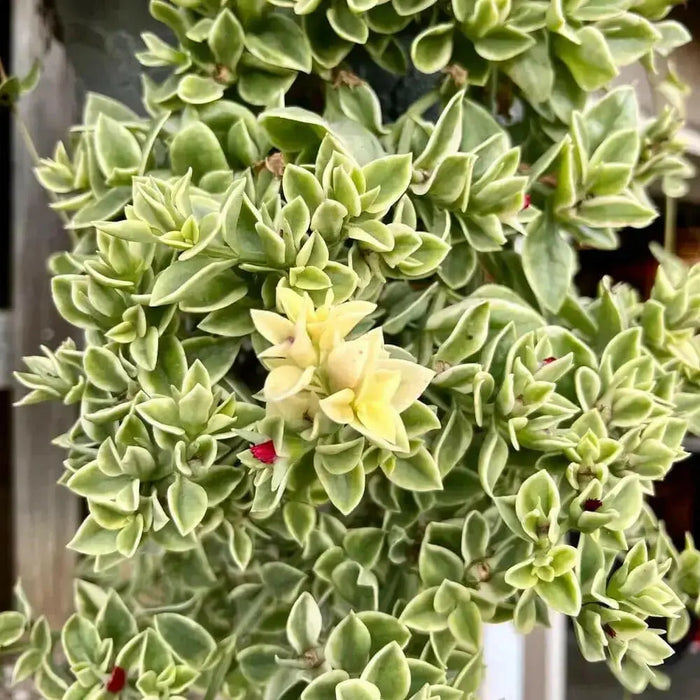 Dorotheanthus YELLOW( live Starter Plant) Perennial succulent - Caribbean garden seed
