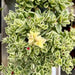 Dorotheanthus YELLOW( live Starter Plant) Perennial succulent - Caribbean garden seed