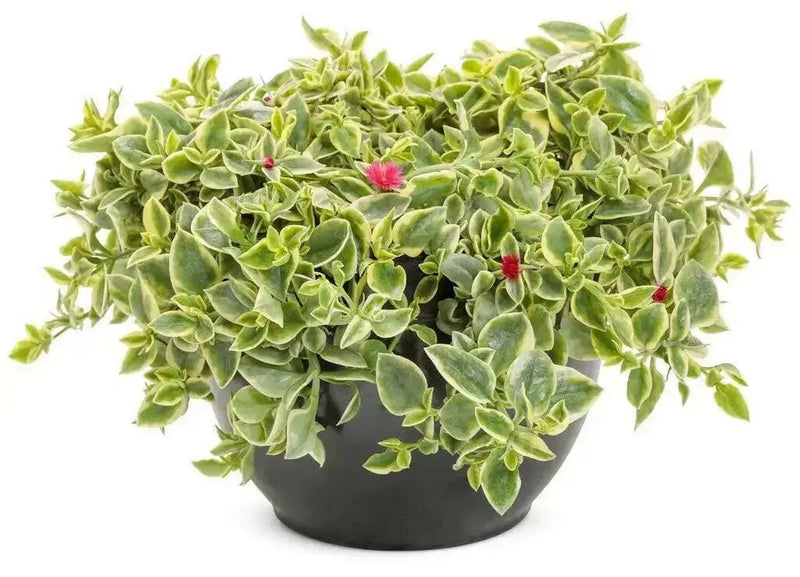Dorotheanthus YELLOW( live Starter Plant) Perennial succulent - Caribbean garden seed