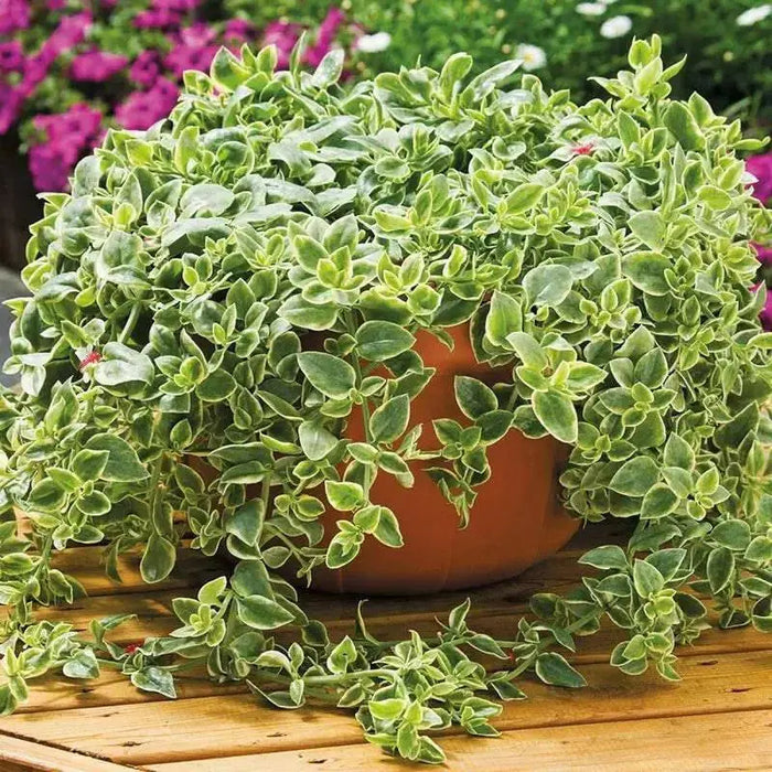 Dorotheanthus YELLOW( live Starter Plant) Perennial succulent - Caribbean garden seed