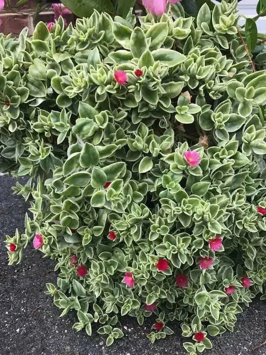 Dorotheanthus YELLOW( live Starter Plant) Perennial succulent - Caribbean garden seed