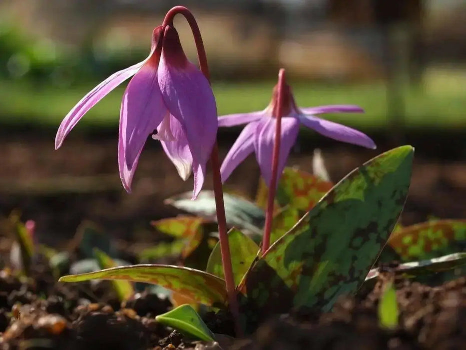 Dog's Tooth Violet Seeds,Trout Lily,Erythronium,FLOWERS SEEDS - Caribbean garden seed