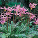 Dog's Tooth Violet Seeds,Trout Lily,Erythronium,FLOWERS SEEDS - Caribbean garden seed