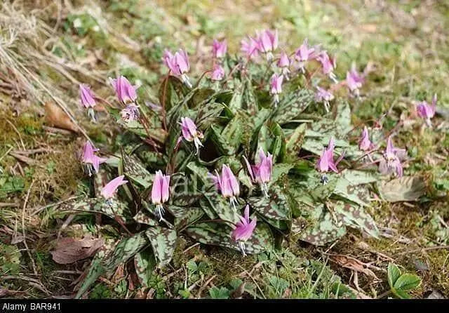 Dog's Tooth Violet Seeds,Trout Lily,Erythronium,FLOWERS SEEDS - Caribbean garden seed