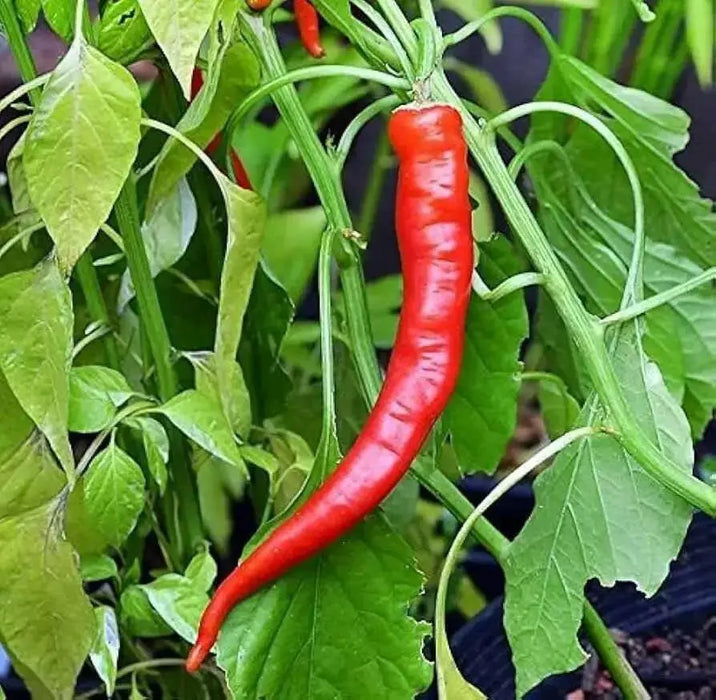 DRAGON CLAW PEPPER SEEDS ( hot Chili) Capsicum annuum, Asian Vegetable - Caribbean garden seed