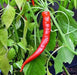 DRAGON CLAW PEPPER SEEDS ( hot Chili) Capsicum annuum, Asian Vegetable - Caribbean garden seed