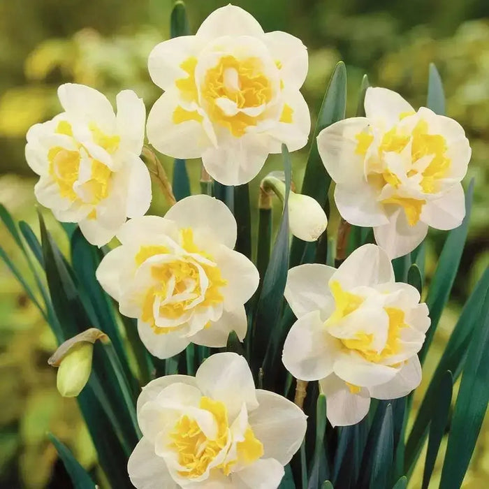 Double Daffodil White Lion, fall planting bulbs - Caribbean garden seed