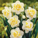 Double Daffodil White Lion, fall planting bulbs - Caribbean garden seed