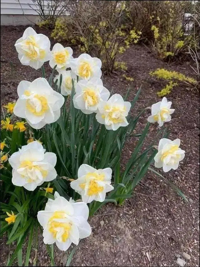 Double Daffodil White Lion, fall planting bulbs - Caribbean garden seed