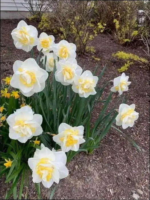 Double Daffodil White Lion, fall planting bulbs - Caribbean garden seed
