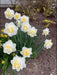 Double Daffodil White Lion, fall planting bulbs - Caribbean garden seed