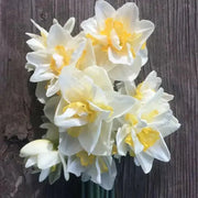 Double Daffodil White Lion, fall planting bulbs - Caribbean garden seed
