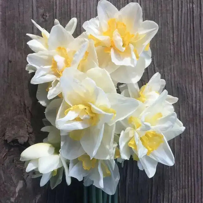 Double Daffodil White Lion, fall planting bulbs - Caribbean garden seed