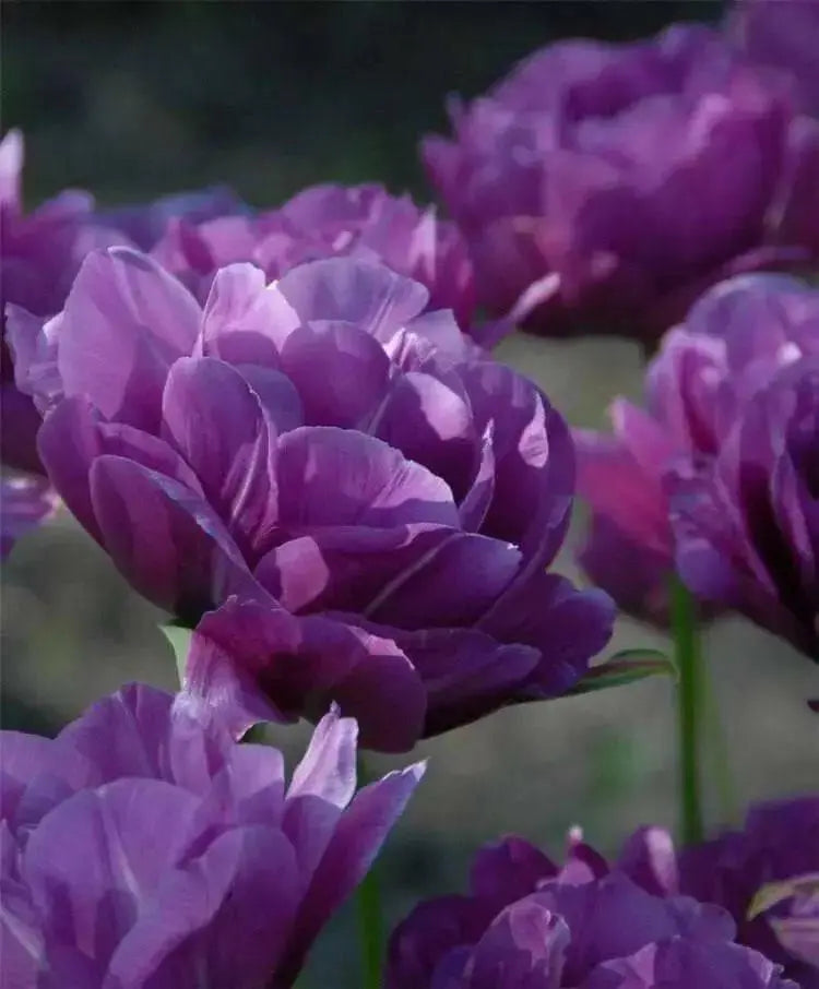 Double Late Blue Spectacle' TULIP  Bulbs, Fall PLANTING - Caribbean garden seed