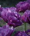 Double Late Blue Spectacle' TULIP  Bulbs, Fall PLANTING - Caribbean garden seed